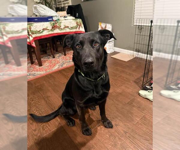 Medium Photo #1 Labrador Retriever-Unknown Mix Puppy For Sale in Chula Vista, CA, USA