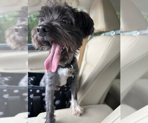 Maltipoo (Miniature) Dogs for adoption in Pearland, TX, USA