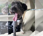 PEANUT - Male Maltipoo (Miniature) Dog for Adoption - Small photo