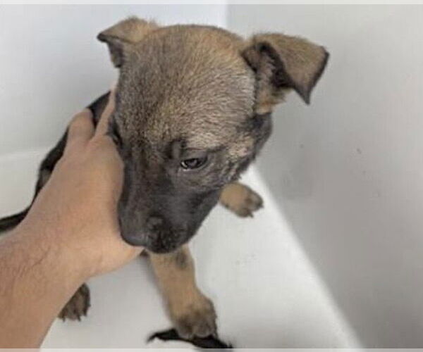 Medium Photo #1 Black Mouth Cur-Unknown Mix Puppy For Sale in Houston, TX, USA