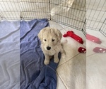 Small Photo #6 Goldendoodle Puppy For Sale in ROCKWALL, TX, USA
