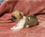 Small Photo #1 Chihuahua Puppy For Sale in MOUNT AIRY, NC, USA