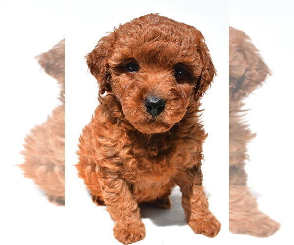 Medium Photo #28 Goldendoodle mix (+ Poodle Miniature) Puppy For Sale in DURHAM, CT, USA