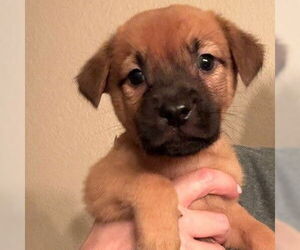 Chow Chow Dogs for adoption in San Antonio, TX, USA