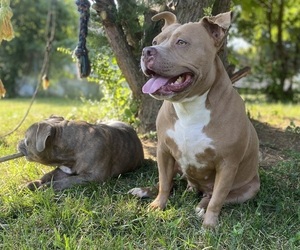 Mother of the American Bully puppies born on 04/05/2023