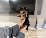 Small #7 Yorkshire Terrier