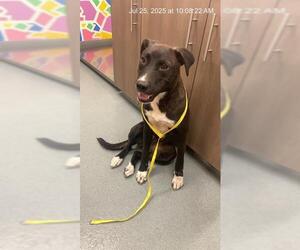Labrador Retriever-Unknown Mix Dogs for adoption in Baytown, TX, USA