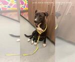 Small Labrador Retriever Mix