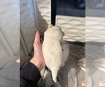 Small #1 Shih Tzu