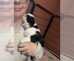 Small #7 Pug