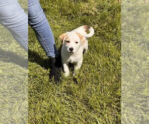 Labrenees Dogs for adoption in SHERBURNE, NY, USA