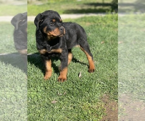 Rottweiler Puppy for sale in ELDERWOOD, CA, USA