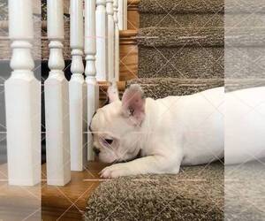 French Bulldog Puppy for sale in CHINO HILLS, CA, USA
