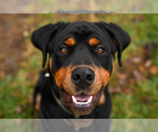 Medium Photo #1 Rottweiler Puppy For Sale in Gloversville, NY, USA