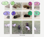 Small Photo #1 French Bulldog Puppy For Sale in JASPER, FL, USA