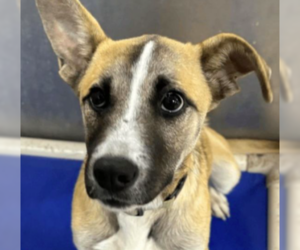 Labrador Retriever-Unknown Mix Dogs for adoption in Bristol, CT, USA