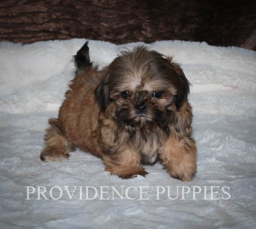 Medium Photo #1 ShihPoo Puppy For Sale in WAYLAND, IA, USA