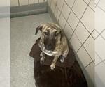 Small American Pit Bull Terrier