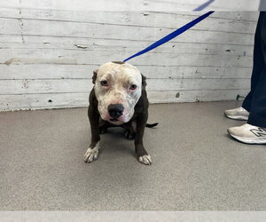 Mutt Dogs for adoption in San Bernardino, CA, USA