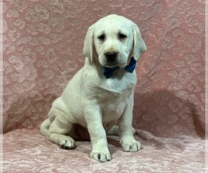 Labrador Retriever Dog for Adoption in LANCASTER, Pennsylvania USA