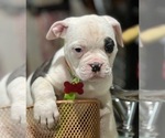 Puppy 1 American Bulldog