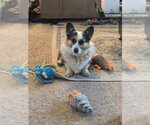 Small #1 Mutt