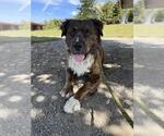 Small #1 Chow Chow Mix