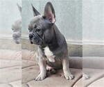 Small Photo #4 French Bulldog Puppy For Sale in DES PLAINES, IL, USA