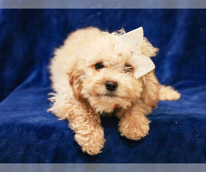 Cavapoo-Poodle (Miniature) Mix Puppy for sale in LIBERTY, KY, USA