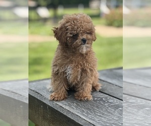 Poodle (Toy) Puppy for sale in NILES, MI, USA