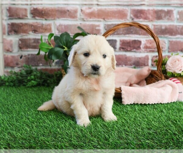 Medium Photo #5 English Cream Golden Retriever Puppy For Sale in SYRACUSE, IN, USA