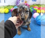 Small #5 Chiweenie