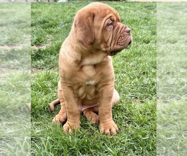 Medium Photo #6 Dogue de Bordeaux Puppy For Sale in ATTLEBORO, MA, USA