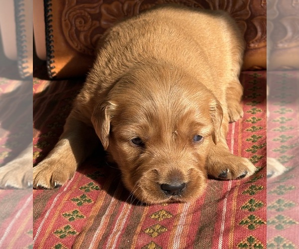 Medium Photo #1 Golden Retriever Puppy For Sale in MEAD, OK, USA