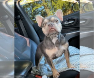 French Bulldog Puppy for sale in WHITE CITY, OR, USA