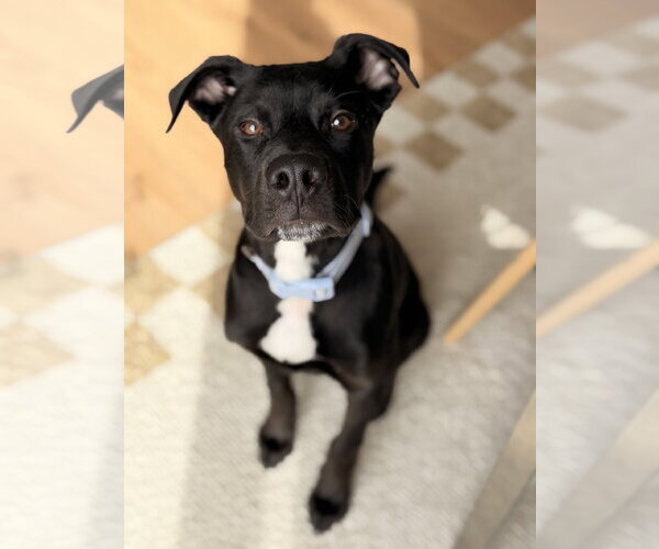 Medium Photo #1 Mutt Puppy For Sale in St. Louis Park, MN, USA