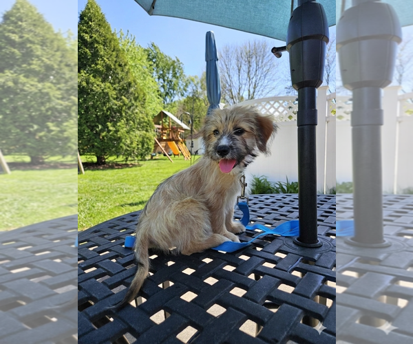 Medium Photo #2 Cairn Terrier-Unknown Mix Puppy For Sale in Genesee, WI, USA