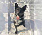 Small Photo #4 German Shepherd Dog-Unknown Mix Puppy For Sale in Rockaway, NJ, USA
