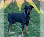 Small #1 Doberman Pinscher Mix