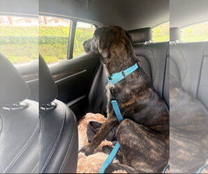 Max - Male Holland Shepherd-Labrador Retriever Mix Dog for Adoption - Photo #2
