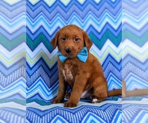 Double Doodle Puppy for sale in NOTTINGHAM, PA, USA
