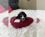 Small #134 Bernedoodle