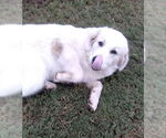 Small #6 Great Pyrenees