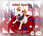 Small #1 Beagle