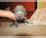 Small Photo #11 Weimaraner Puppy For Sale in LAS ANIMAS, CO, USA