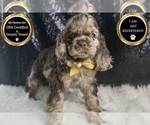 Puppy Shadow AKC Cocker Spaniel