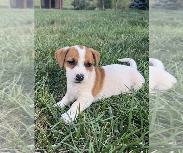 Medium Photo #1 Jack Russell Terrier Puppy For Sale in MOUNT SOLON, VA, USA