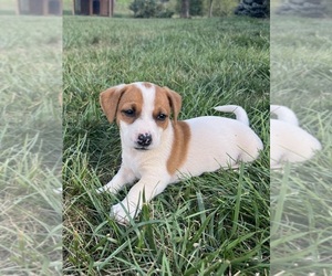 Medium Jack Russell Terrier