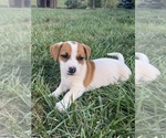 Puppy Bailey Jack Russell Terrier