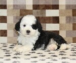 Small Photo #2 Bernedoodle (Miniature) Puppy For Sale in DENVER, PA, USA